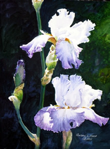 Iris